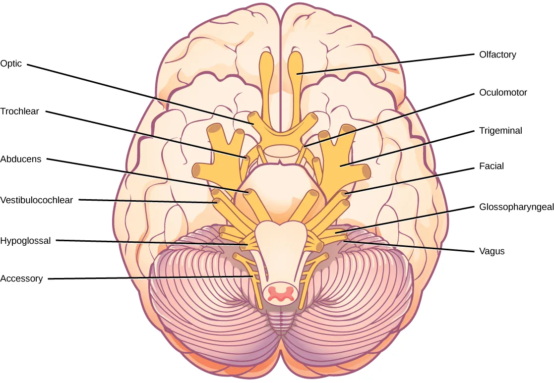 Illustration shows the underside of the brain. The twelve cranial nerves cluster around the brain stem, and are symmetrically located on each side. The olfactory nerve is short and lobe-like, and is located closest to the front. Directly behind this is the optic nerve, then the oculomotor nerve. All these nerves are located in front of the brain stem. The trigeminal nerve, which is the thickest, is located on either side of the brain stem. It forms three branches shortly after leaving the brain. The trochlear nerve is a small nerve in front of the trigeminal nerve. Behind the brain stem are the smaller facial, vestibulocochlear, glossopharyngeal and hypoglossal nerves. The nerve furthest back is the accessory nerve.