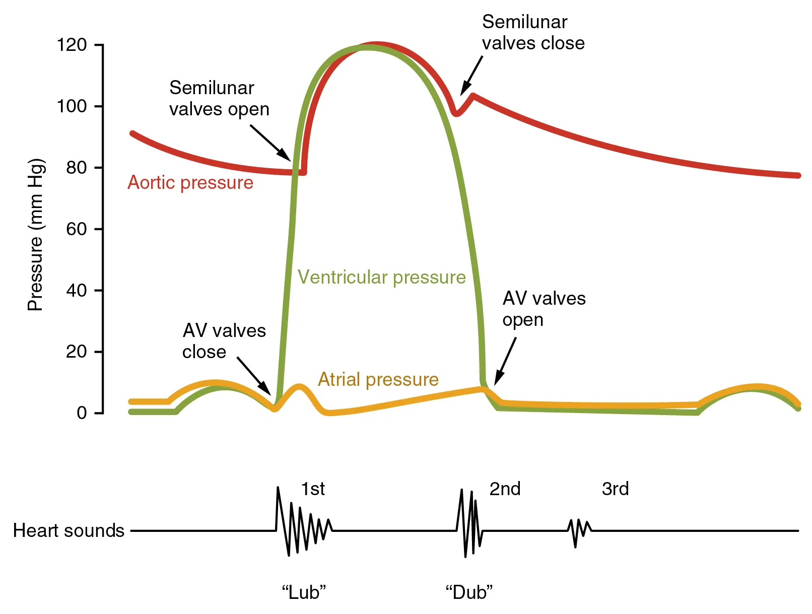 This image shows a graph of the blood pressure with the different stages labeled. Under the graph, a line shows the different sounds made by the beating heart.