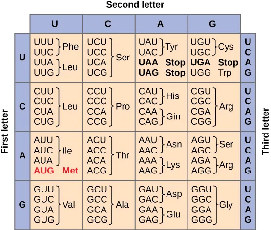 Figure shows all 64 codons. Sixty-two of these code for amino acids, and three are stop codons.