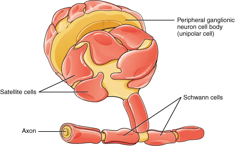 This diagram shows a collection of PNS glial cells. The largest cell is a unipolar peripheral ganglionic neuron which has a common nerve tract projecting from the bottom of its cell body. The common nerve tract then splits into the axon, going off to the left, and the dendrite, going off to the right. The cell body of the neuron is covered with several satellite cells that are irregular, flattened, and take on the appearance of fried eggs. Schwann cells wrap around each myelin sheath segment on the axon, with their nucleus creating a small bump on each segment.