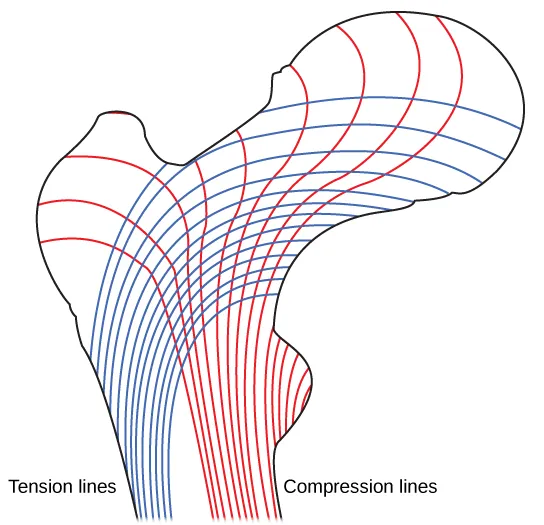 Illustration shows tension lines in a long bone, which start out perpendicular to the epiphysis and then turn and run along the length of the bone. Compression lines run the length of the bone opposite the side of the tension lines.