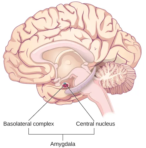 An illustration of the brain labels the locations of the “basolateral complex” and “central nucleus” within the “amygdala.”