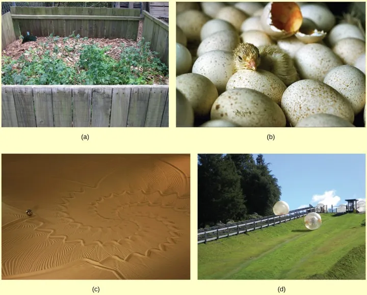 Four images are shown. The first, a, is a compost pile. The second, b, is of a newly hatched chick amongst other eggs. The third, c, shows the destruction of a sand art design. The fourth, d, shows a ball rolling down a hill.