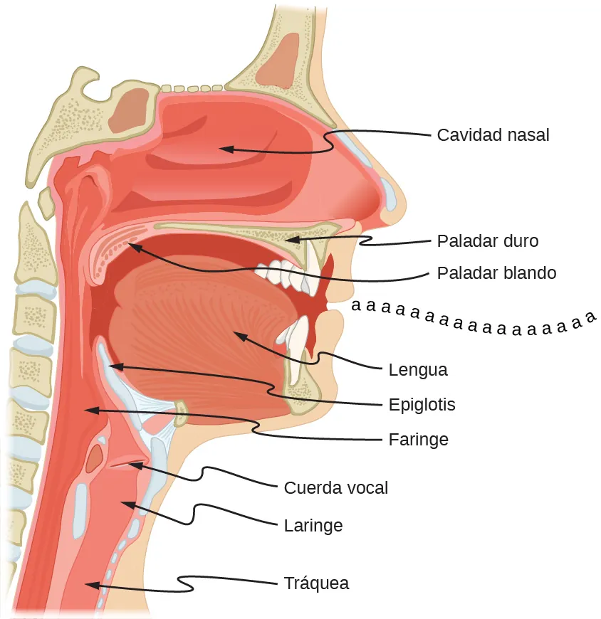 La imagen es un diagrama esquemático de la boca y un sistema de garganta. El aire se desplaza desde la tráquea hasta la laringe, la faringe y la boca. Las cuerdas vocales están situadas entre la laringe y la faringe. La epiglotis se encuentra por encima de la faringe. La lengua se encuentra en la boca. El paladar blando está en la parte superior de la boca, al fondo. El paladar duro separa la boca de la cavidad nasal.