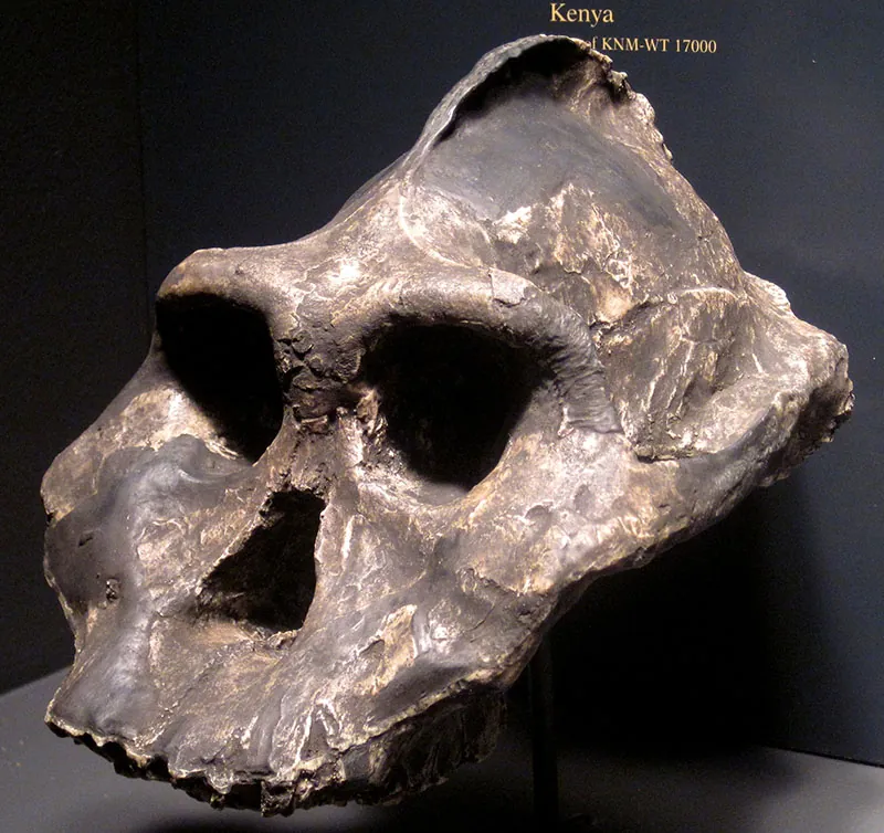 Partial skull displaying a pronounced sagittal crest, brow ridges, and large eye sockets