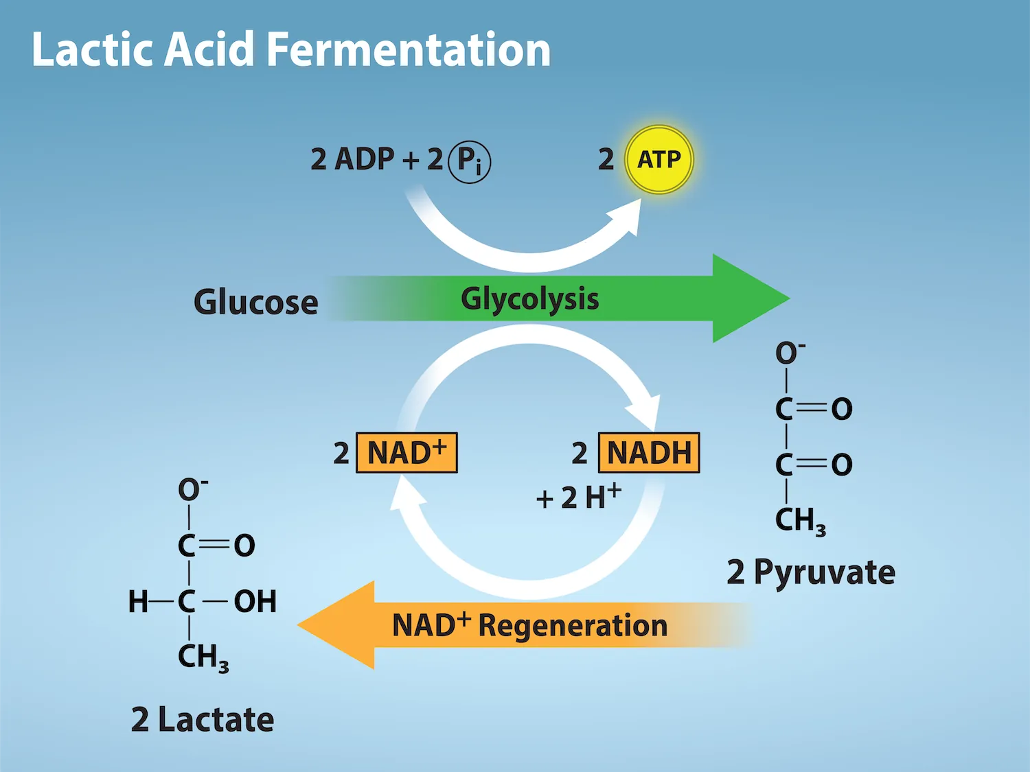 This illustration shows that during glycolysis, glucose is broken down into two pyruvate molecules and, in the process, two N A D H are formed from N A D superscript plus sign baseline. During lactic acid fermentation, the two pyruvate molecules are converted into lactate, and N A D H is recycled back into N A D superscript plus sign baseline.