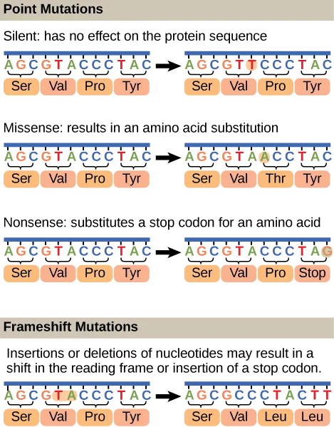 Illustration shows different types of point mutations that result from a single amino acid substitution. In a silent mutation, no change in the amino acid sequence occurs. In a missense mutation, one amino acid is substituted for another. In a nonsense mutation, a stop codon is substituted for an amino acid. In a frameshift mutation, one or more bases is added or deleted, resulting in a change in the reading frame.