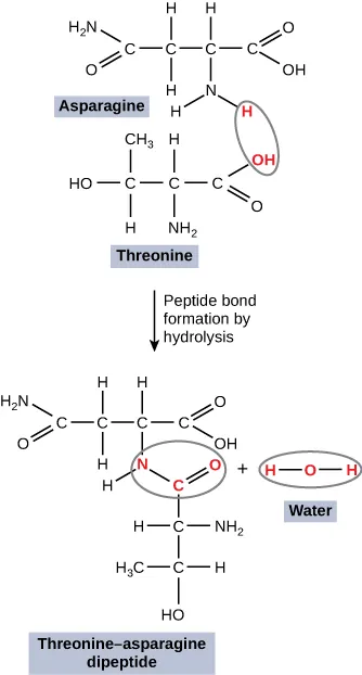 The figure shows Asparagine and threonine molecules forming a peptide bond to become threonine-asparagine dipepetide and water. Asparagine is made up of four C atoms are arranged in a straight line.  Each C is connected to the next C by a single line.  In addition to these bonds, the first C is connected to H2N by a single line and to an O by a double line. The second C is connected the two H atoms by single lines. The third C is connected an H atom by a single line, and an N that is connected by a single line to two H atoms. The fourth C is connected to an O by double line, and an OH molecule by a single line. Threonine is made up of three C atoms bonded together by single lines. From left to right, the first C is also connected by single lines to CH3, OH, and H. The second C is connected by a single line to H and a single line to NH2. The third C is connected by a single line to OH and a double line to O. There is a circle around one of the H atoms connected to the N in the Asparagine molecule and the OH connected to the third C in the Threonine molecule. A rightward pointing row is labelled Peptide bond formation by hydrolysis. Threonine-asparagine dipeptide shows that the N in Asparagine connected to the third C in Threonine. After the Threonine-asparagine dipeptide molecule, there is a plus sign followed by a water molecule. 