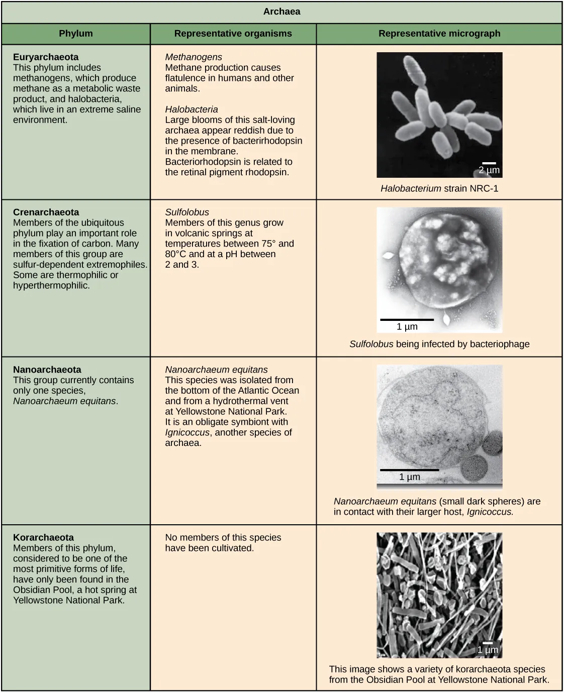 Characteristics of the four phyla of archaea are described. Euryarchaeotes includes methanogens, which produce methane as a metabolic waste product, and halobacteria, which live in an extreme saline environment. Methanogens cause flatulence in humans and other animals. Halobacteria can grow in large blooms that appear reddish, due to the presence of bacterirhodopsin in the membrane. Bacteriorhodopsin is related to the retinal pigment rhodopsin. Micrograph shows rod shaped Halobacterium. Members of the ubiquitous Crenarchaeotes phylum play an important role in the fixation of carbon. Many members of this group are sulfur dependent extremophiles. Some are thermophilic or hyperthermophilic. Micrograph shows cocci shaped Sulfolobus, a genus which grows in volcanic springs at temperatures between 75 degrees and 80 degrees Celsius and at a lower case p upper case H between 2 and 3. The phylum Nanoarchaeotes currently contains only one species, Nanoarchaeum equitans, which has been isolated from the bottom of the Atlantic Ocean, and from the a hydrothermal vent at Yellowstone National Park. It is an obligate symbiont with Ignococcus, another species of archaebacteria. Micrograph shows two small, round N. equitans cells attached to a larger Ignococcus cell. Korarchaeotes are considered to be one of the most primitive forms of life and so far have only been found in the Obsidian Pool, a hot spring at Yellowstone National Park. Micrograph shows a variety of specimens from this group which vary in shape.