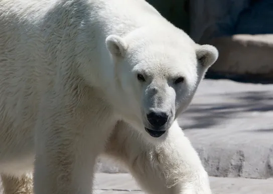 This photo shows a white, furry polar bear.