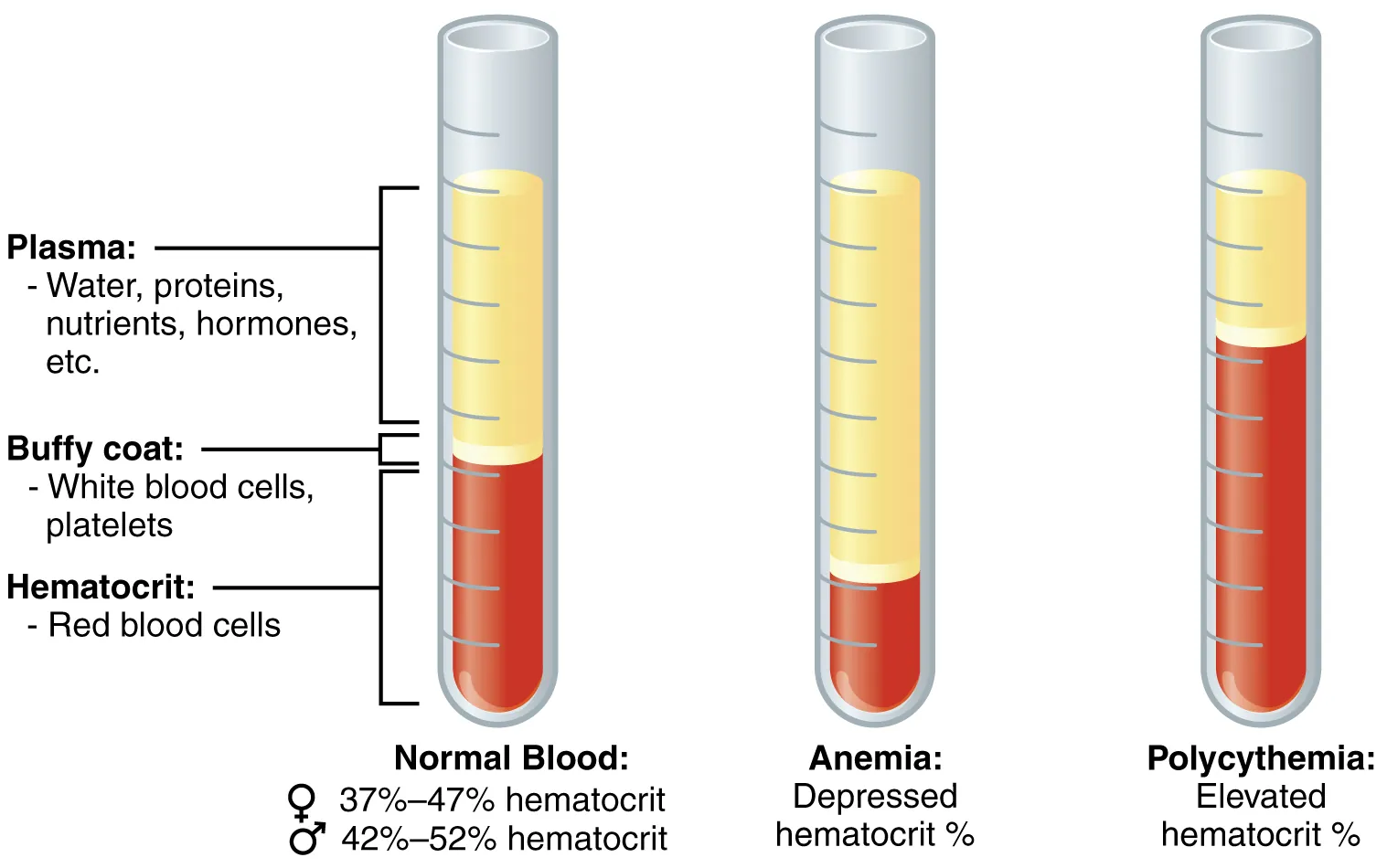 This figure shows three test tubes with a red and yellow liquid in them. The left panel shows normal blood, the center panel shows anemic blood and the right panel shows polycythemic blood.