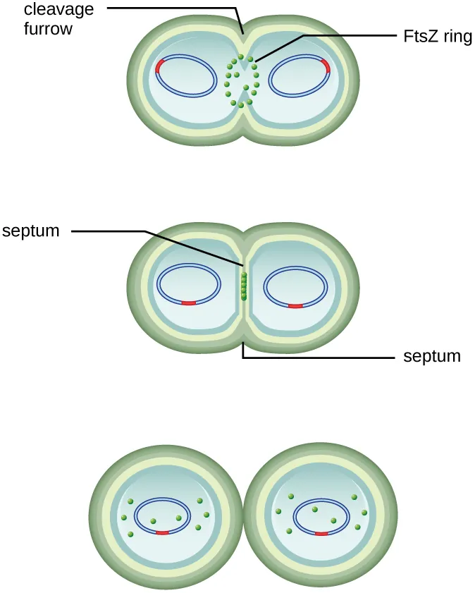 9.1 How Microbes Grow - Microbiology | OpenStax