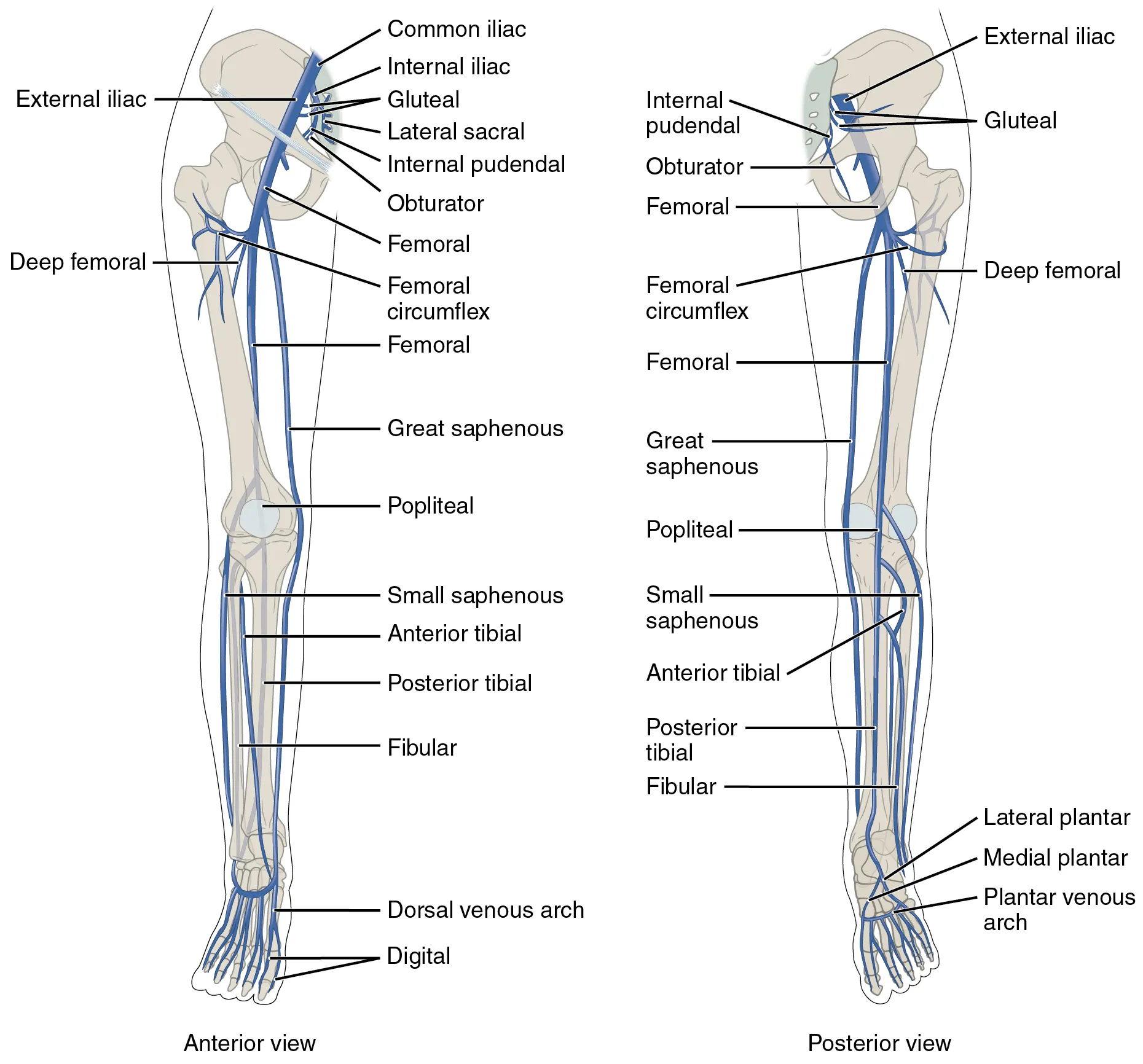The left panel shows the anterior view of veins in the legs, and the right panel shows the posterior view.