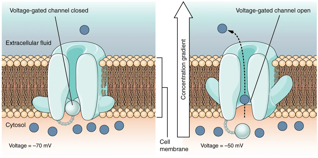 This is a two part diagram. Both diagrams show a voltage gated channel embedded in the lipid membrane bilayer. The channel contains a sphere shaped gate that is attached to a filament. In the first diagram there are several ions in the cytosol but only one ion in the extracellular fluid. The voltage across the membrane is currently minus seventy millivolts and the voltage gated channel is closed. In the second diagram, the voltage in the cytosol is minus fifty millivolts. This voltage change has caused the voltage gated channel to open, as the small sphere is no longer occluding the channel. One of the ions is moving through the channel, down its concentration gradient, and out into the extracellular fluid.