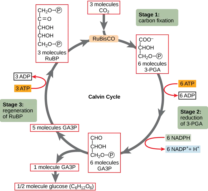 A diagram of the Calvin cycle is shown with its three stages: carbon fixation, 3-PGA reduction, and regeneration of RuBP. In stage 1, the enzyme RuBisCO adds a carbon dioxide to the five-carbon molecule RuBP, producing two three-carbon 3-PGA molecules. In stage 2, two NADPH and two ATP are used to reduce 3-PGA to GA3P. In stage 3 RuBP is regenerated from GA3P. One ATP is used in the process. Three complete cycles produces one new GA3P, which is shunted out of the cycle and made into glucose (C6H12O6).