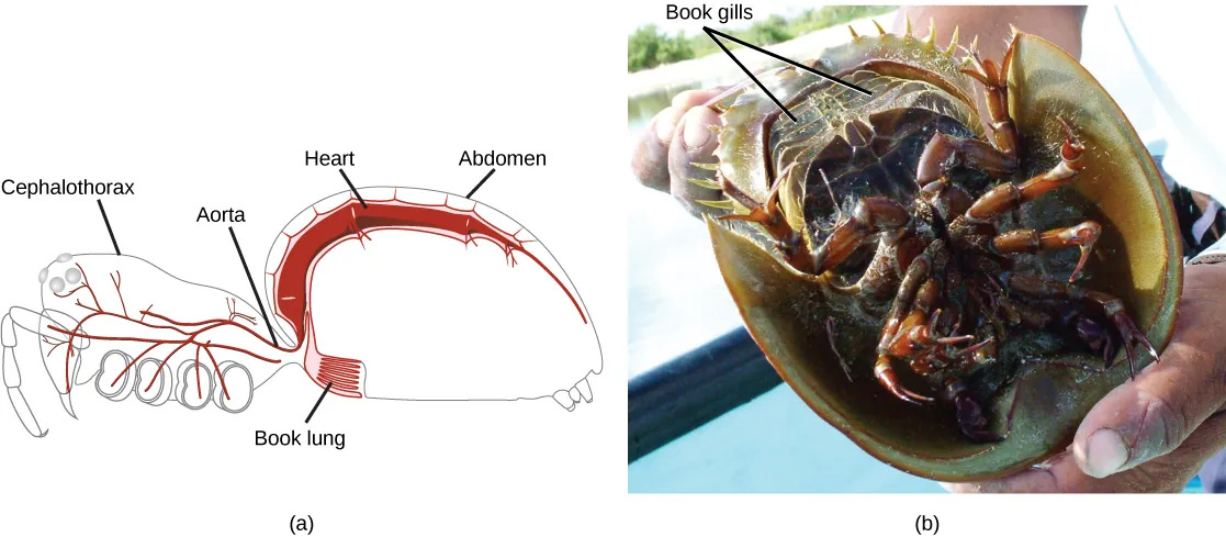 Part A is a diagram of a spider showing an outline of the body, with the heart and lung inside. The book lung looks like a book with many pages and is located just anterior to a spiracle in the ventral abdomen. The heart is a long tube located in the dorsal portion of the abdomen. Part B is a photo of the underside of a horseshoe crab. The book gills are 5 pairs of plates near the tail.
