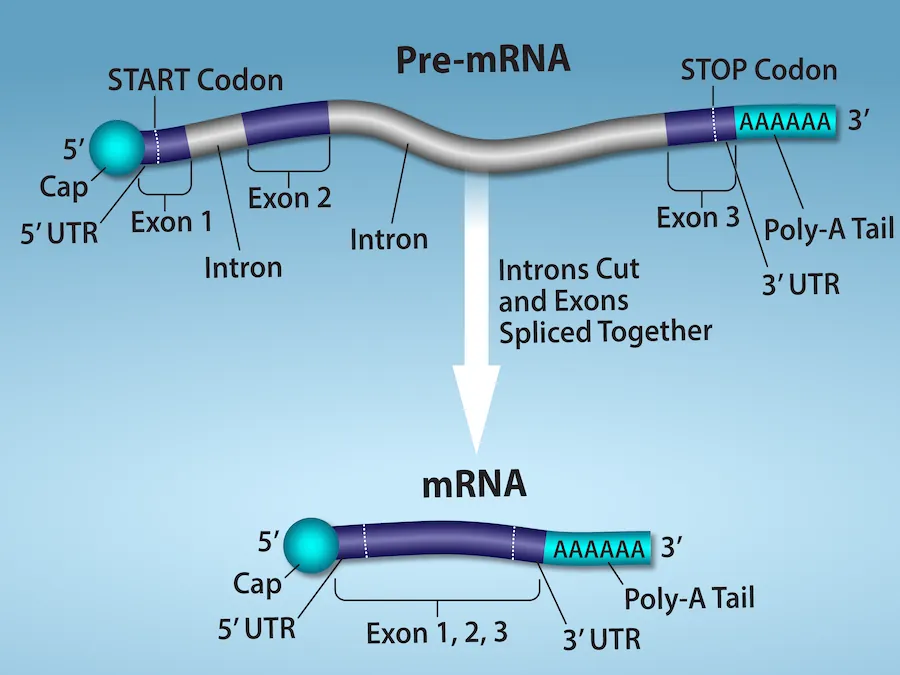 An illustration shows that in Pre- m R N A processing, there is a primary R N A transcript including regions labeled, left to right, as exon 1, intron, exon 2, intron, and exon 3. The introns are cut and exons are spliced together to produce mRNA.  After R N A processing, there is a spliced R N A with these parts, left to right are a 5 prime cap, a 5 prime untranslated region, exon 1, exon 2, exon 3, a 3 prime untranslated region, and a poly a tail.
