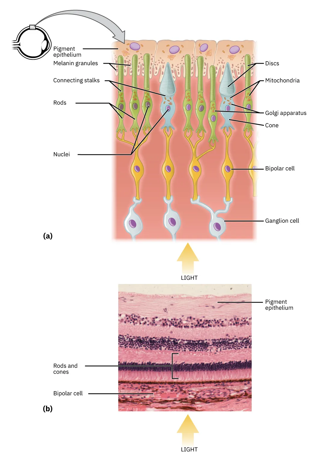 The top panel shows the cellular structure of the different cells in the eye. The bottom panel shows a micrograph of the cellular structure.