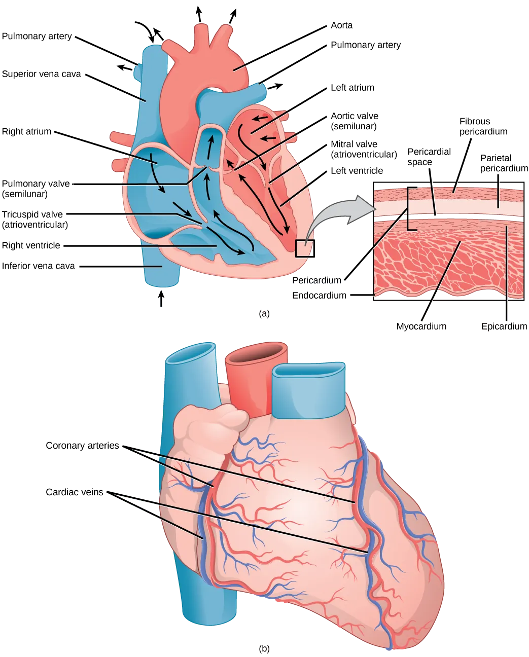 Illustration A shows the parts of the heart. Blood enters the right atrium through an upper, superior vena cava and a lower, inferior vena cava. From the right atrium, blood flows through the funnel-shaped tricuspid valve into the right ventricle. Blood then travels up and through the pulmonary valve into the pulmonary artery. Blood re-enters the heart through the pulmonary veins, and travels down from the left atrium, through the mitral valve, into the right ventricle. Blood then travels up through the aortic valve, into the aorta. The tricuspid and mitral valves are atrioventricular and funnel-shaped. The pulmonary and aortic valves are semilunar and slightly curved. An inset shows a cross section of the heart. The myocardium is the thick muscle layer. The inside of the heart is protected by the endocardium, and the outside is protected by the pericardium. Illustration B shows the outside of the heart. Coronary arteries and coronary veins run from the top down along the right and left sides.