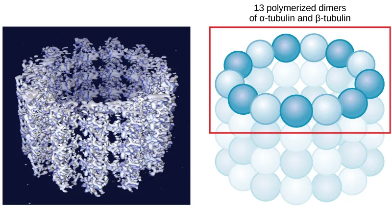 The left part of this figure is a molecular model of 13 polymerized dimers of alpha- and beta-tubulin joined together to form a hollow tube. The right part of this image shows the tubulin structure as a ring of spheres connected together.