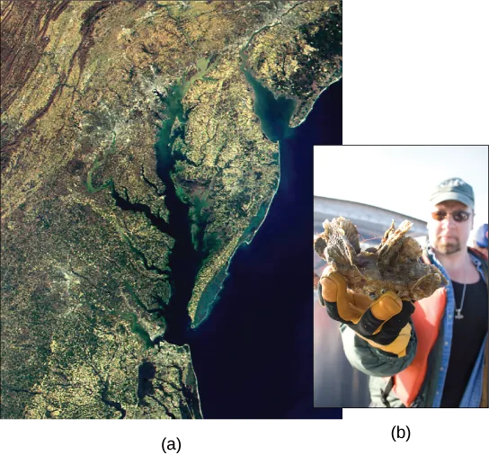  Satellite image shows the Chesapeake Bay. Inset is a photo of a man holding a clump of oysters.