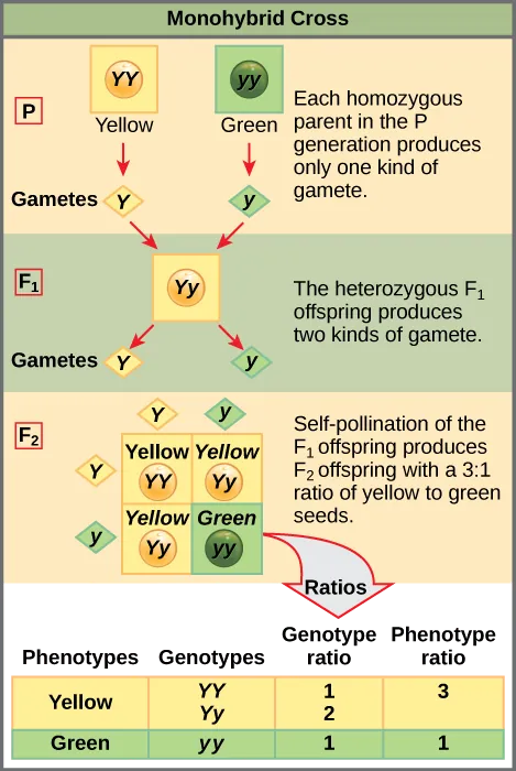 This illustration shows a monohybrid cross. In the P generation, one parent has a dominant yellow phenotype and the genotype YY, and the other parent has the recessive green phenotype and the genotype yy. Each parent produces one kind of gamete, resulting in an F_{1} generation with a dominant yellow phenotype and the genotype Yy. Self-pollination of the F_{1} generation results in an F_{2} generation with a 3 to 1 ratio of yellow to green peas. One out of three of the yellow pea plants has a dominant genotype of YY, and 2 out of 3 have the heterozygous phenotype Yy. The homozygous recessive plant has the green phenotype and the genotype yy.