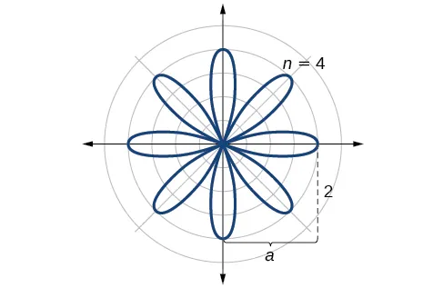 Sketch of rose curve r=2*cos(4 theta). Goes out distance of 2 for each petal 2n times (here 2*4=8 times).