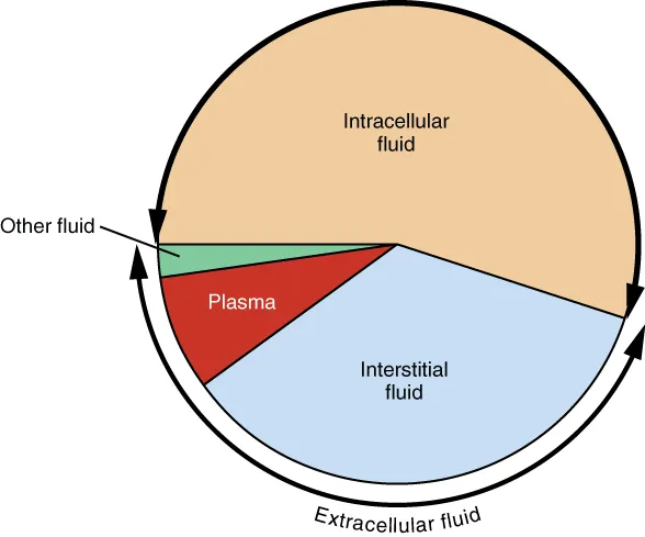 This pie chart shows that about 55% of water in the human body is intracellular fluid. About 30% of the water in the human body is interstitial fluid. Most of the remaining 15% of water is plasma, along with a small percentage labeled “other fluid”.