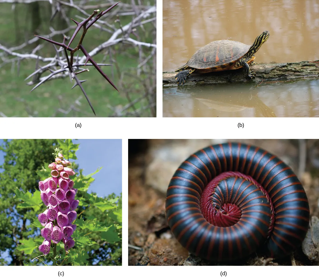 Photo a shows the long, sharp thorns of a honey locust tree. Photo b shows a turtle perched on a log, and has its long neck and head extending out from its large shell. Photo c shows the pink, bell-shaped flowers of a foxglove. Photo d shows a millipede curled into a ball.