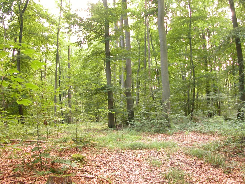 Photo shows a deciduous forest with many tall trees, some smaller trees and grass, and lots of dead leaves on the forest floor. Sunlight filters down to the forest floor.