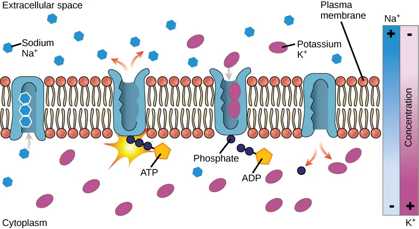 This illustration shows the sodium-potassium pump. Initially, the pump opening faces the cytoplasm, where three sodium ions bind to it. The antiporter hydrolyzes and converts ATP to ADP and, as a result, undergoes a conformational change. The sodium ions are released into the extracellular space. Two potassium ions from the extracellular space now bind the antiporter, which changes conformation again, releasing the potassium ions into the cytoplasm.