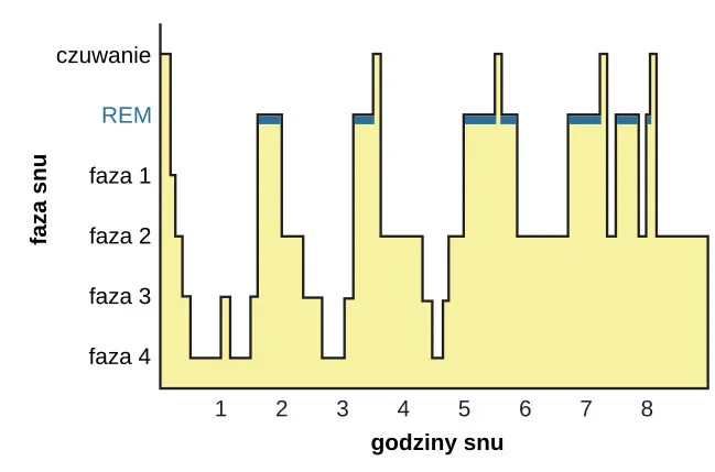 This is a hypnogram showing the transitions of the sleep cycle during a typical eight hour period of sleep. During the first hour, the person goes through stages 1,2,3 and ends at 4. In the second hour, sleep oscillates between 3 and 4 before attaining a 30-minute period of REM sleep. The third hour follows the same pattern as the second, but ends with a brief awake period. The fourth hour follows a similar pattern as the third, with a slightly longer REM stage. In the fifth hour, stages 3 and 4 are no longer reached. The sleep stages are fluctuating from 2, to 1, to REM, to awake, and then they repeat with shortening intervals until the end of the eighth hour when the person awakens.