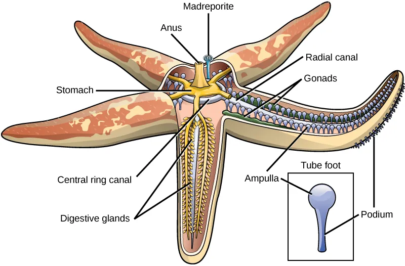 The illustration shows a sea star, which has a mouth on the bottom and an anus on top, both in the middle of the star. The disk-shaped stomach is sandwiched between the mouth and anus. Two tubes radiate from the stomach to each arm, and many small digestive glands connect to these tubes. Beneath the stomach is a central ring canal that also connects to tubes that extend into each arm. Tube feet are attached to these tubes. Each tube foot resembles a medicine dropper, with a bulb-shaped ampulla at the top and an extension called a podium at the bottom. The bottom of the podium protrudes from the bottom of the starfish. There are many podia along the length of each arm, which allow the sea star to latch onto objects and walk. A structure called a madreporite connects to the central ring and protrudes from the upper surface of the sea star, next to the anus.