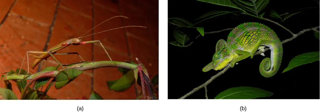 Photo (a) shows a green walking stick insect that resembles the stem on which it sits. Photo (b) shows a green chameleon that resembles a leaf.