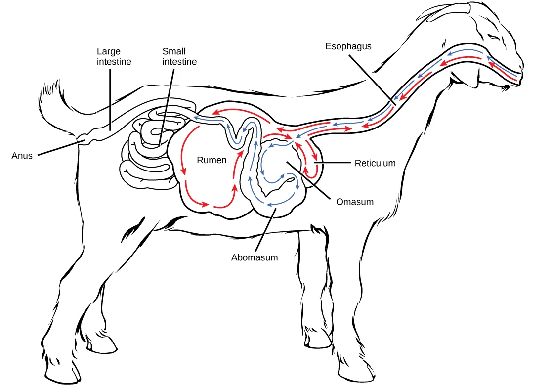 Illustration shows the digestive system of a goat. Food passes from the mouth, through the esophagus and into the rumen. It circulates clockwise through the rumen, then moves forward, and down into the small, pouch-shaped reticulum. From the reticulum the food, which is now cud, is regurgitated. The animal chews the cud, and then swallows it into the coiled omasum, which sits between the reticulum and the rumen. After circulating through the omasum the food enters the small intestine, then the large intestine. Waste is excreted through the anus.