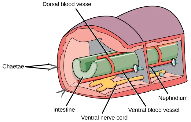 The illustration shows a cross-section of an annelid. The body is divided into segmented compartments. A U-shaped intestine runs through the middle of the compartments, and two ventral nerve cords run along the bottom. In each segment, the nerve cords are connected to each other. A dorsal blood vessel sits on top of the intestine, and a ventral blood vessel rests beneath it. Other vessels connect the dorsal and ventral vessels together. The nephridium is connected to the barrier separating the compartments and consists of a long coil connected to a trumpet-like bell.