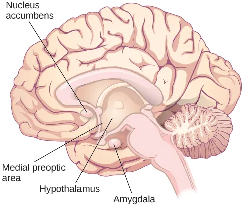 An illustration of the brain labels the locations of the “nucleus accumbeus,” “hypothalamus,” “medial preoptic area,” and “amygdala.”