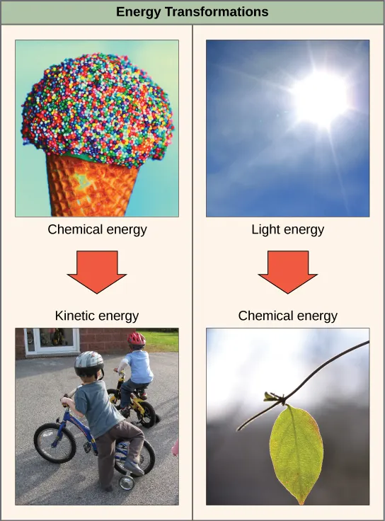 The left side of this diagram depicts energy being transferred from an ice cream cone to two boys riding bikes. The right side depicts a plant converting light energy into chemical energy: Light energy is represented by the sun, and the chemical energy is represented by a green leaf on a branch.