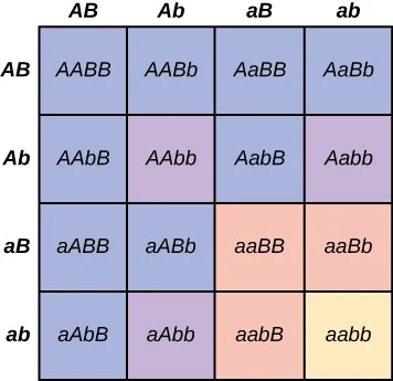 This figure shoes a Punnett square and organizes all of the possible genotypes and reveals the nine to three to three to one distribution of phenotypes and a four by four grid of sixteen cells.