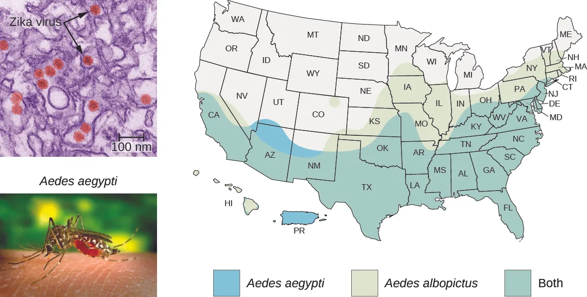 Micrograph of brown dots of about 50 nm inside cells; dots re labeled Zika virus. Photo of mosquito labeled Aedes aegypti. Map of where mosquitoes are found in the US. Aedes aegypti and Aedes albopictus are both found in the lower half of the US, reaching up to Connecticut, Missouri, and California. Aedes albopictus reaches further north in the eastern part o the country; through Minnosota. Aedes aegypti reaches a bit further into Utah and is in Puerto Rico.