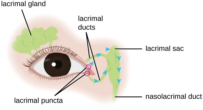 Diagram of an eye. Above the eye is the lacrimal gland. At the point nearest the nose is the punctums and tubes leading to the lacrimal sac and nasolacrimal duct.