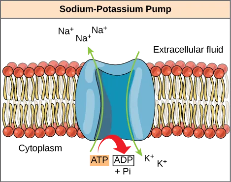 This illustration shows the sodium-potassium pump embedded in the cell membrane. A T P hydrolysis catalyzes a conformational change in the pump that allows sodium ions to move from the cytoplasmic side to the extracellular side of the membrane, and potassium ions to move from the extracellular side to the cytoplasmic side of the membrane as well.