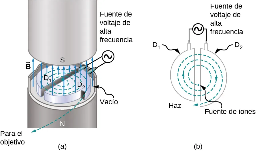 Se ilustra la trayectoria de los iones en un ciclotrón. Los dees son dos mitades de un círculo, ligeramente separadas entre sí para formar un espacio. Una fuente de voltaje de alta frecuencia conecta los dees a través de un espacio. Las partículas son generadas por una fuente de iones cerca del centro y salen en espiral. El campo magnético es perpendicular al plano del movimiento.
