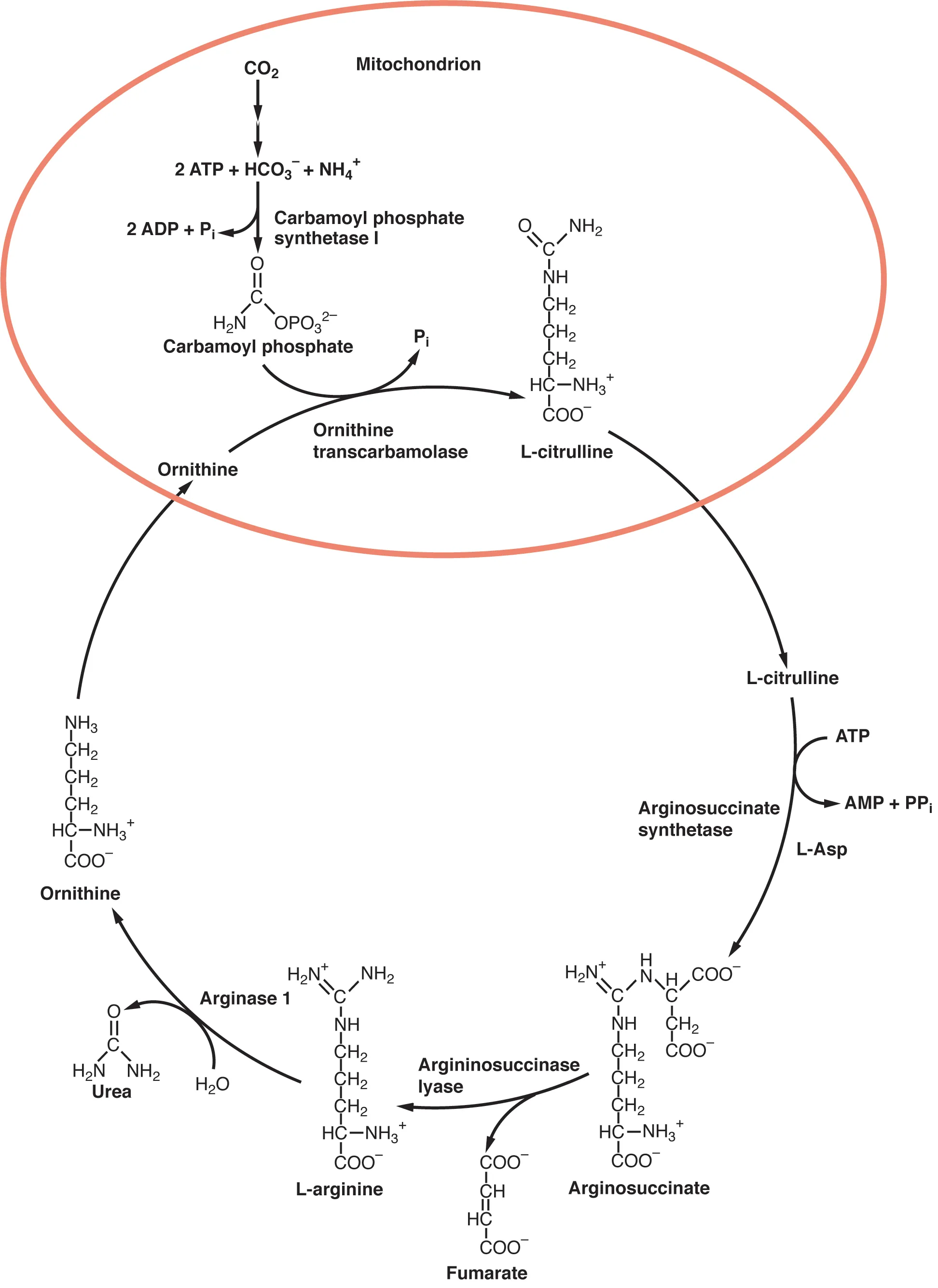 This image shows the reactions of the urea cycle and the organelles in which they take place.
