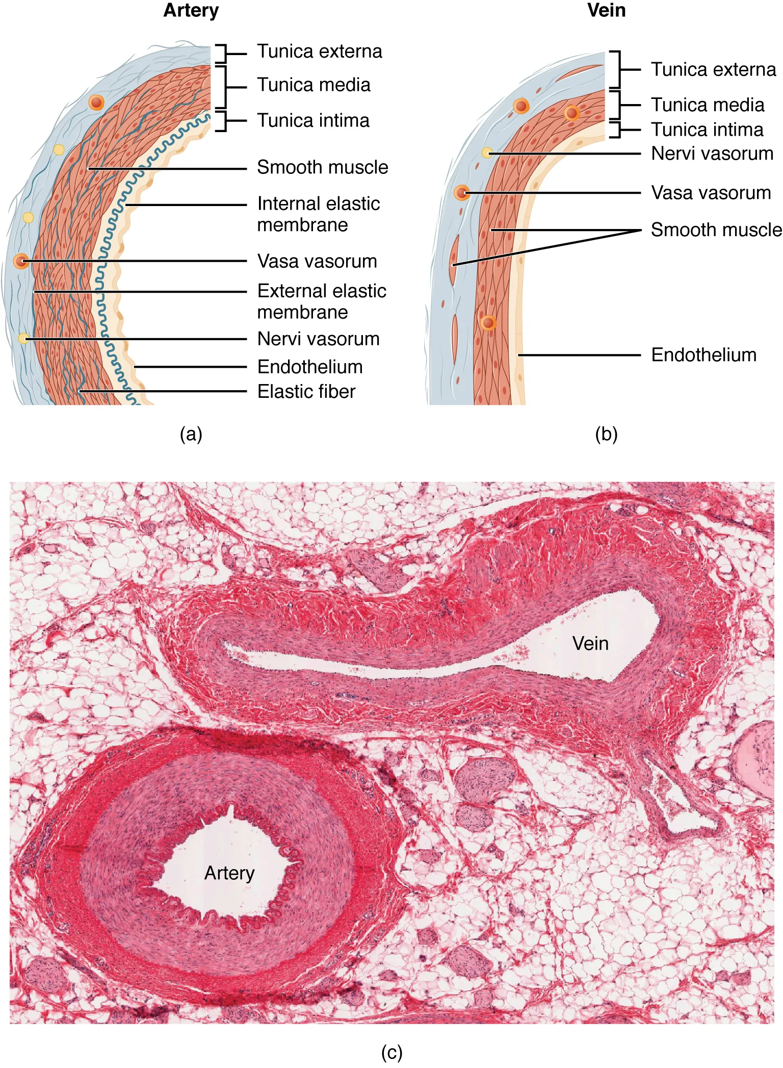 The top left panel of this figure shows the ultrastructure of an artery, and the top right panel shows the ultrastructure of a vein. The bottom panel shows a micrograph with the cross sections of an artery and a vein.