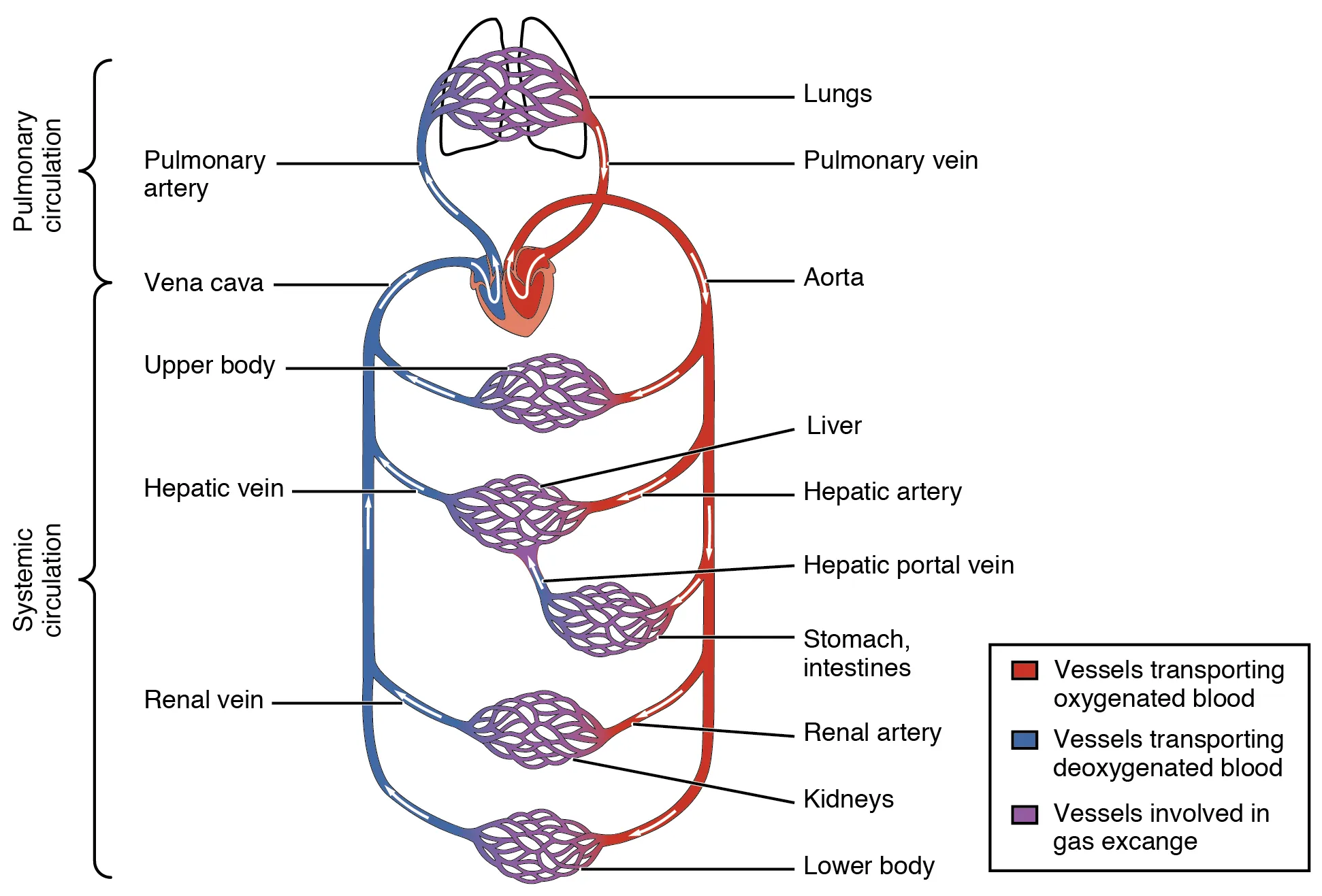 This diagram shows how oxygenated and deoxygenated blood flow through the major organs in the body.