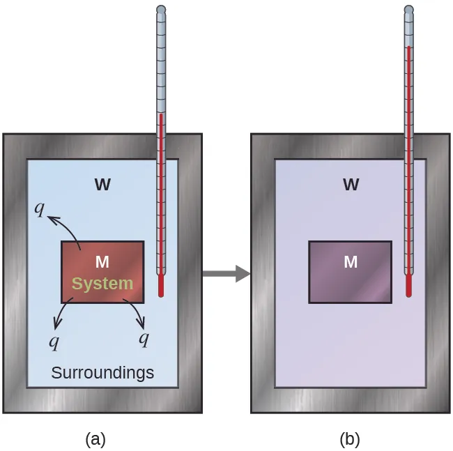 Two diagrams are shown and labeled a and b. Each diagram is composed of a rectangular container with a thermometer inserted inside from the top right corner. Both containers are connected by a right-facing arrow. Both containers are full of water, which is depicted by the letter “W,” and each container has a square in the middle which represents a metal which is labeled with a letter “M.” In diagram a, the metal is drawn in brown and has three arrows facing away from it. Each arrow has the letter “q” at its end. The metal is labeled “system” and the water is labeled “surroundings.” The thermometer in this diagram has a relatively low reading. In diagram b, the metal is depicted in purple and the thermometer has a relatively high reading.