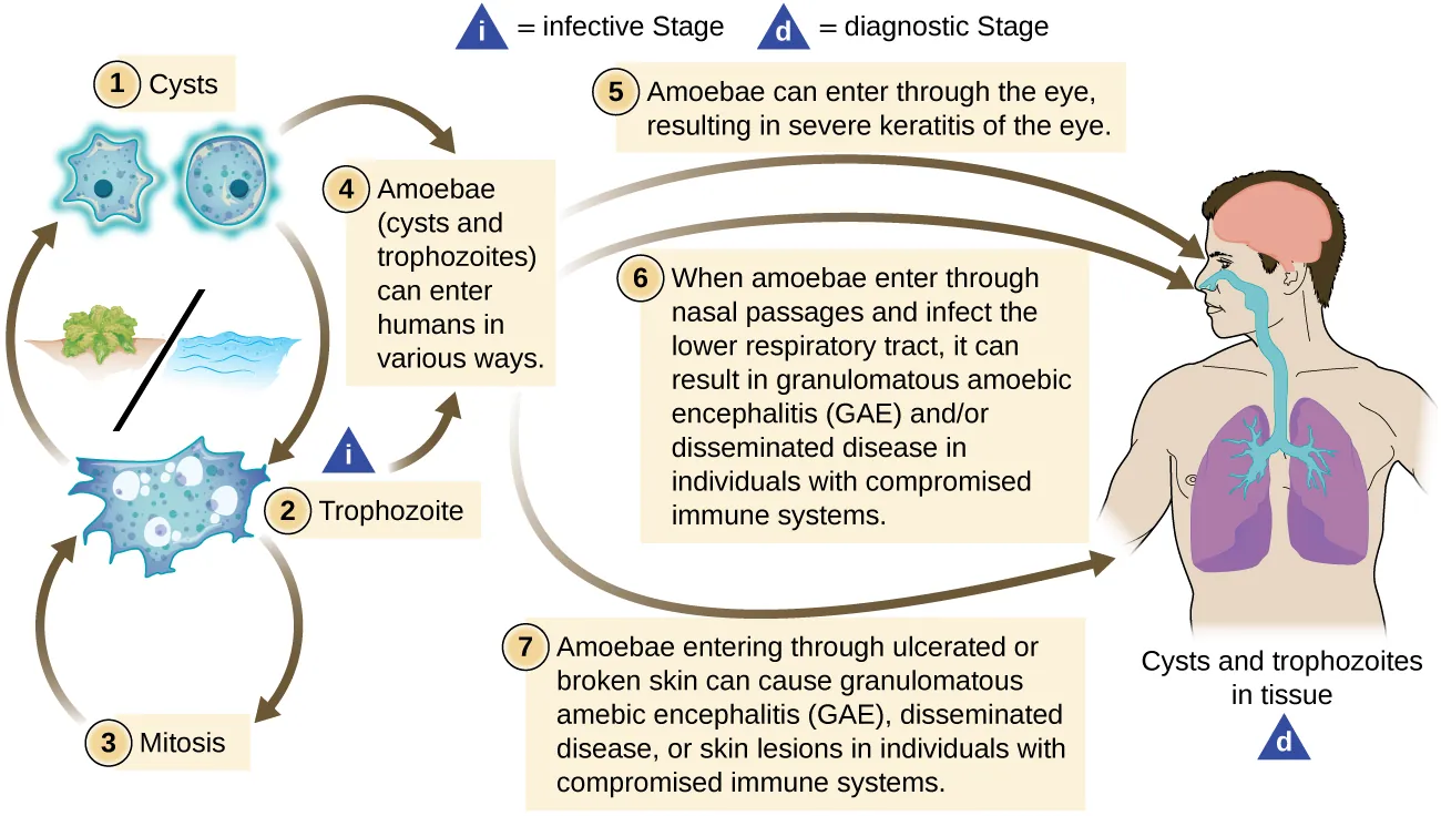Live cycle of Acanthamoeba. In the water the cyst becomes a trophozoite. This then undergoies mitosis to form more trophozoites. Trophozoites can also become cysts. The amebae (cysts and trophozoites) can enter humans in various ways. Amoebae can enter through the eye, resulting in severe keratitis of the eye. Whn amoebae enter through nasal passages and infect the lower respiratory tract, it can result in granulomatous amebic encephalitis (GAE) and/or disseminated disease in individuals with compromised immune systems. Amoebae entering through ulcerated or broken skin can cause granulomatous amebic encephalitis (GAE), disseminated disease, or skin lesions in individuals with compromised immune systems.