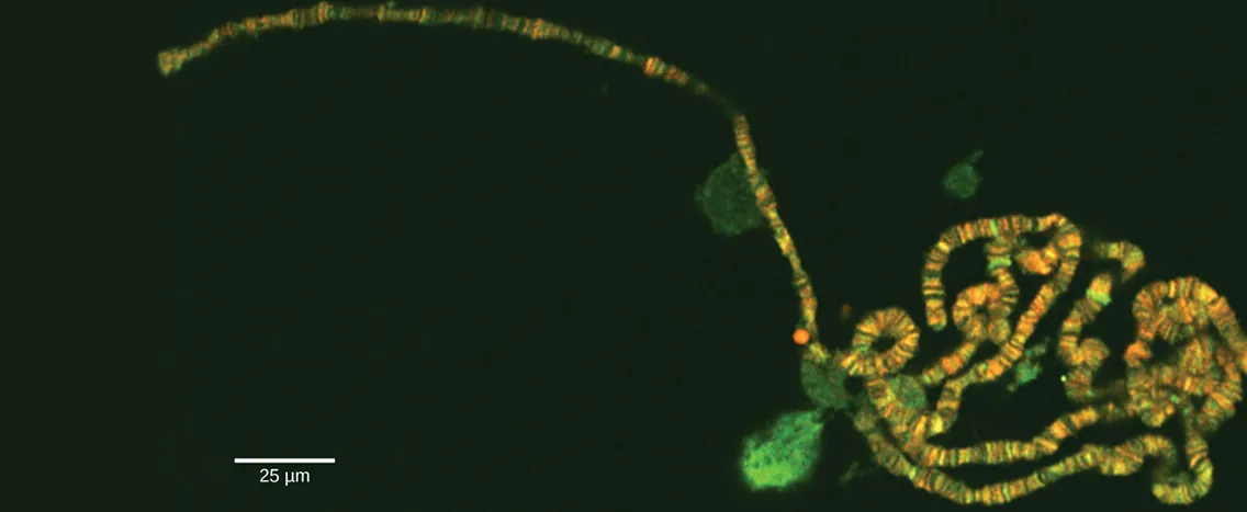 Electron micrograph shows a long, thin chromosome that has a banding pattern.