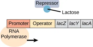 A short rectangular piece is divided into five segments with the left-hand two segments being longer than the three segments to their right. From left to right, the segments are labeled promoter, operator, and italicized lac Z, lac Y, and lac A. An oval labeled R N A polymerase is attached to the bottom of the promoter and has an arrow pointing to the right. A rectangular repressor has a small circle labeled lactose attached.